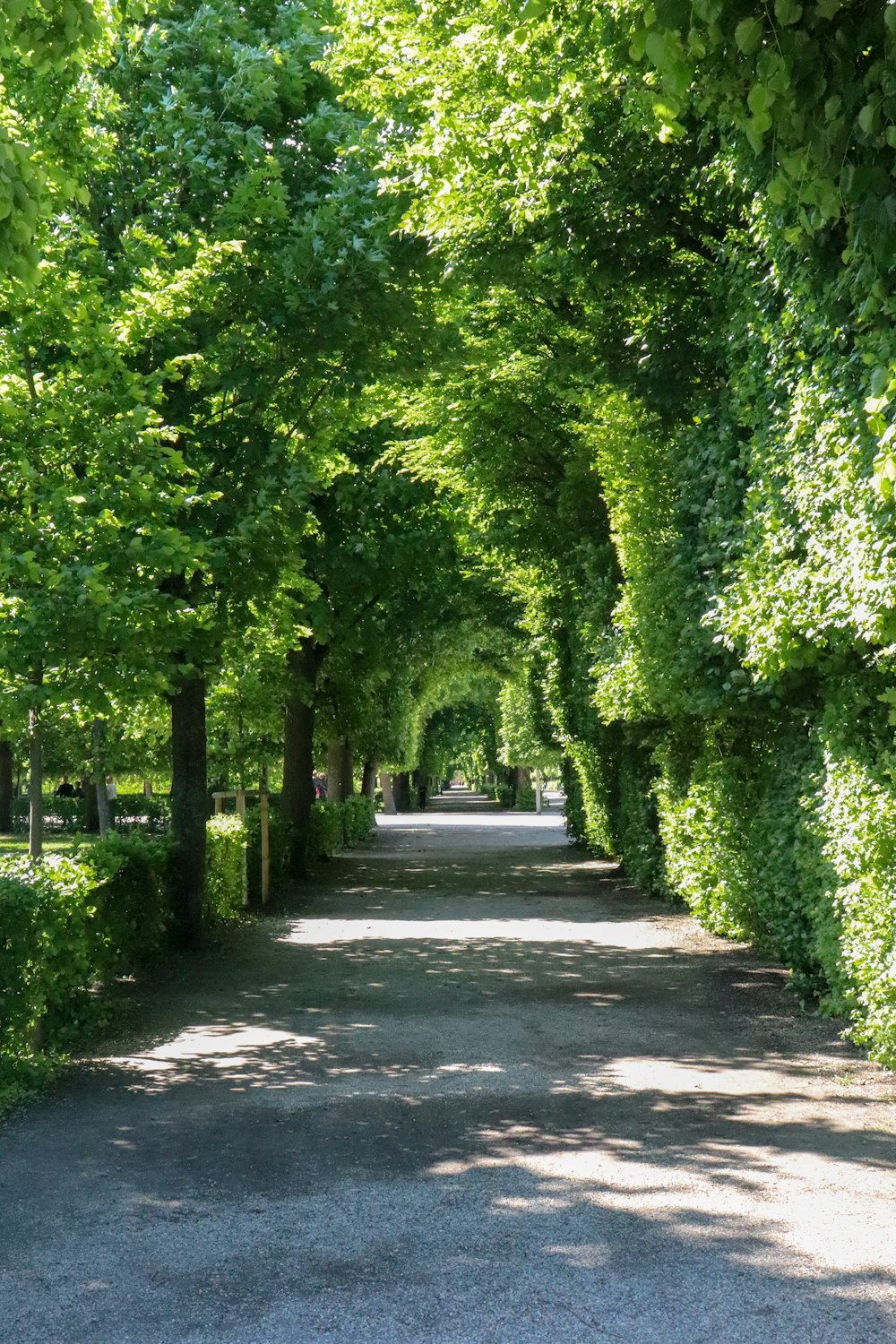 green trees on gray concrete road