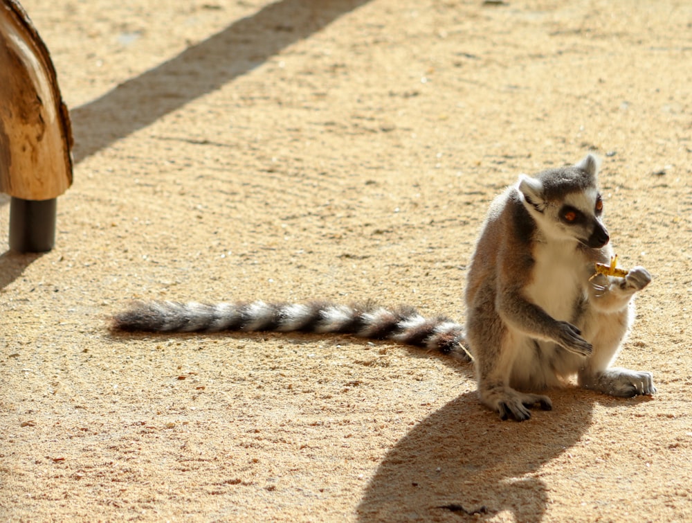 white and black animal on brown sand during daytime