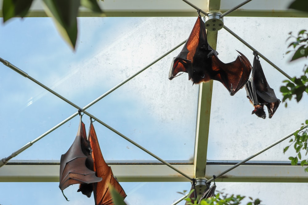 brown and black bird hanging decor