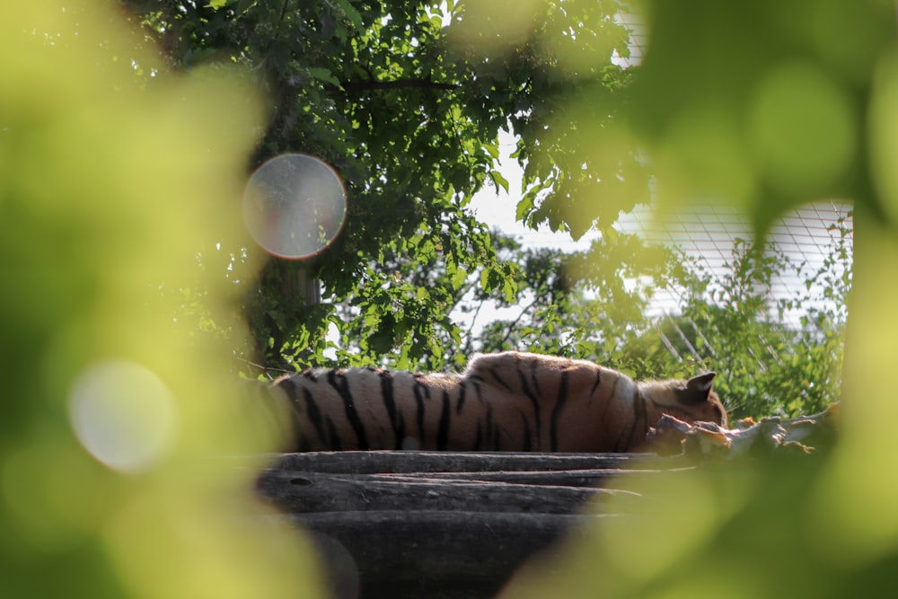 tiger lying on black concrete