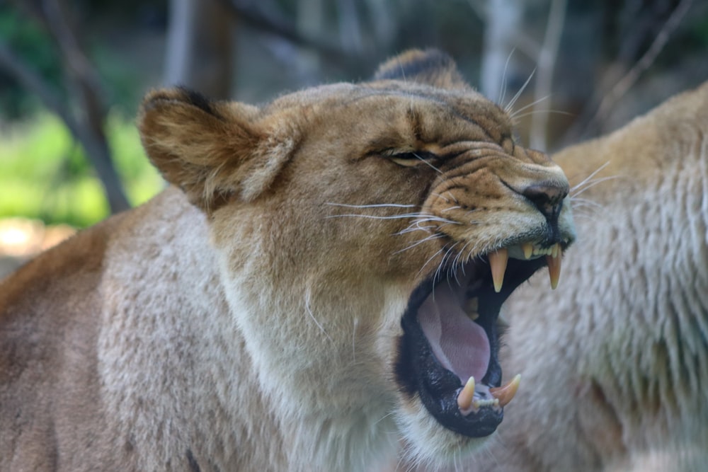 Lion brun montrant sa langue pendant la journée
