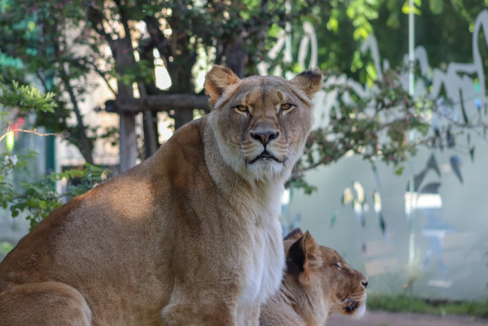 brown lioness on green grass field during daytime