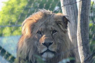 lion lying on green grass during daytime