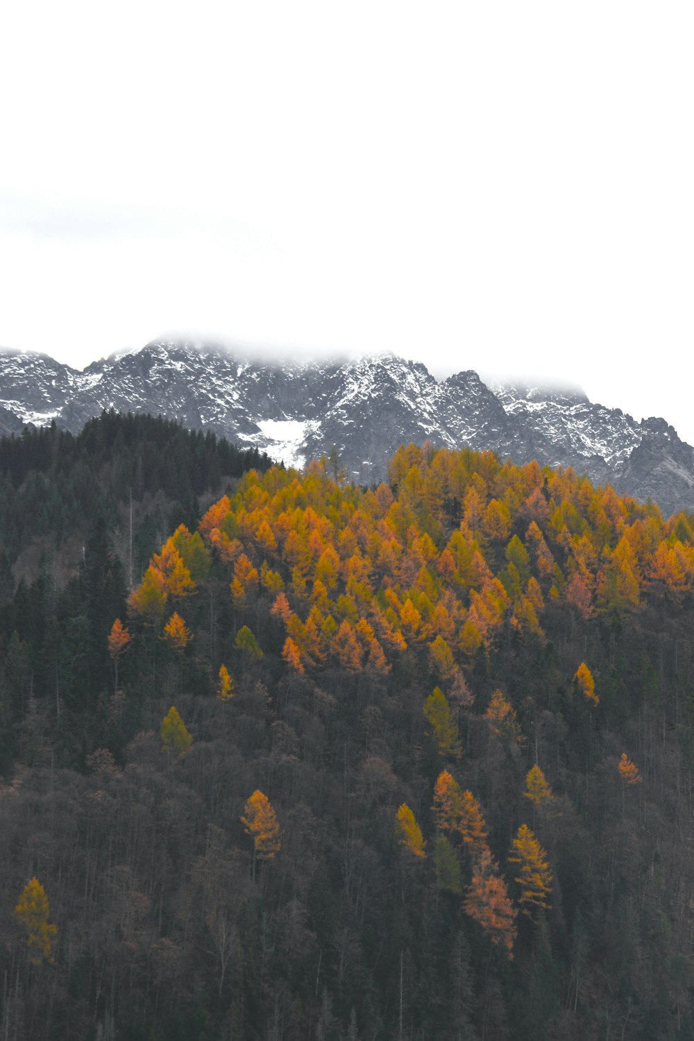 árboles amarillos y verdes cerca de la montaña durante el día