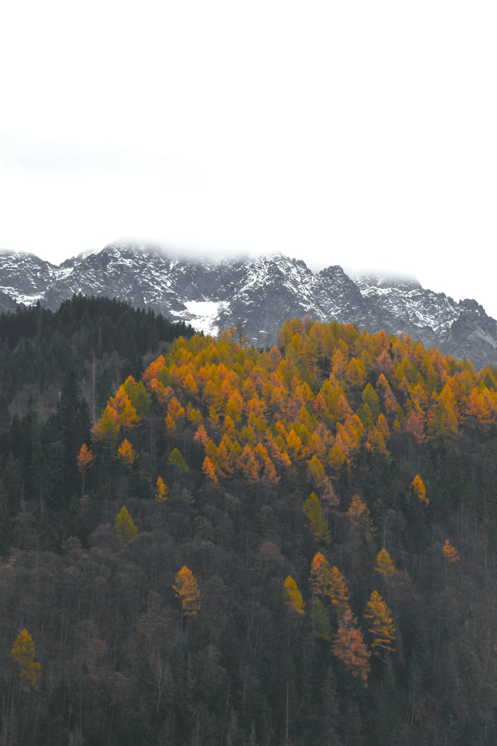 gelbe und grüne Bäume in der Nähe des Berges tagsüber