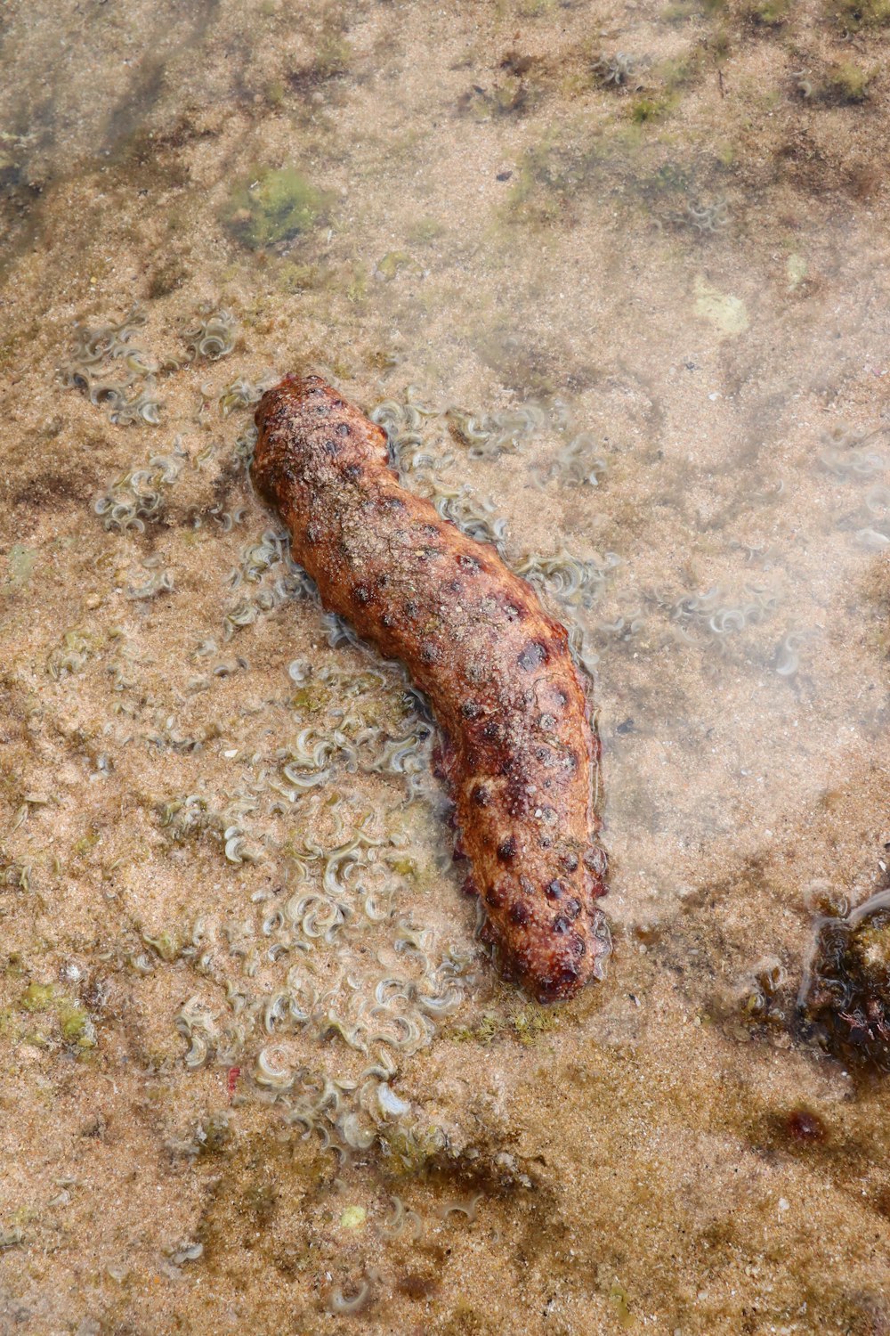 brown and black worm on brown sand