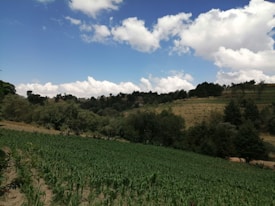 A picturesque landscape featuring a vast, lush green field that stretches towards a dense forest in the background. Fluffy white clouds are scattered across a bright blue sky, creating a serene and peaceful atmosphere. The foreground shows neat rows of crops, indicating agricultural activity.