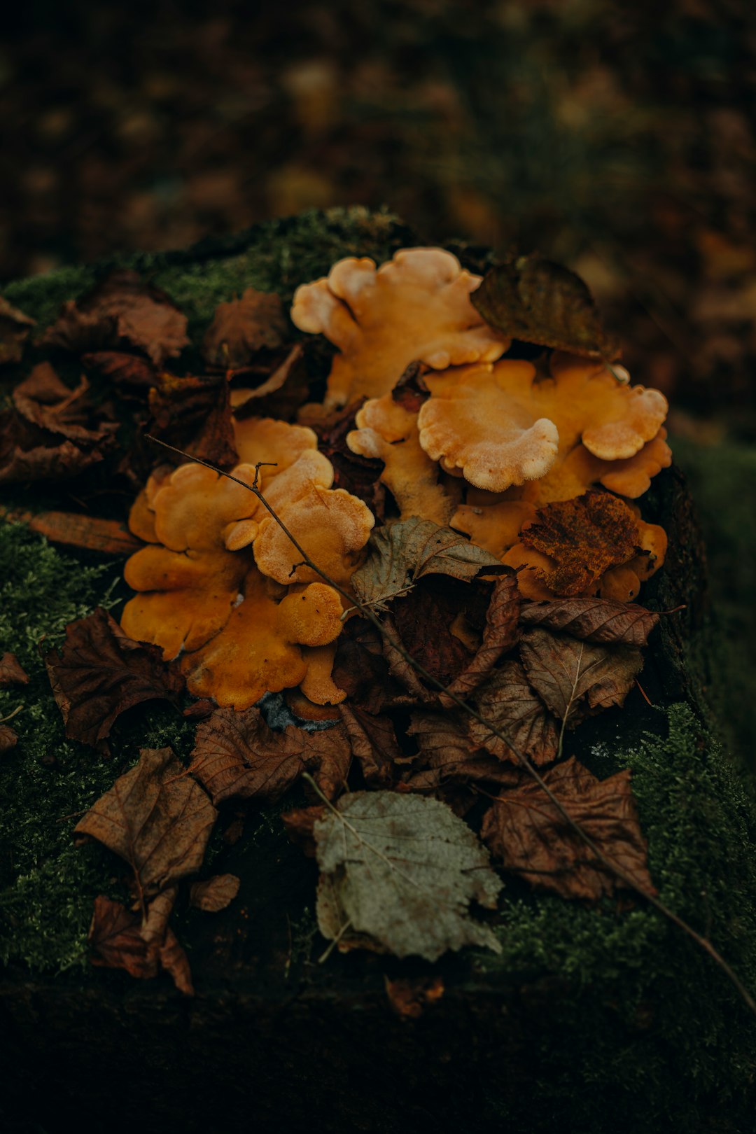 brown dried leaves on ground