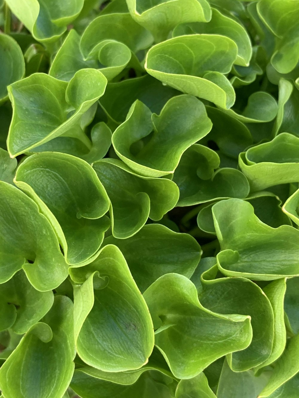 green leaves in macro lens