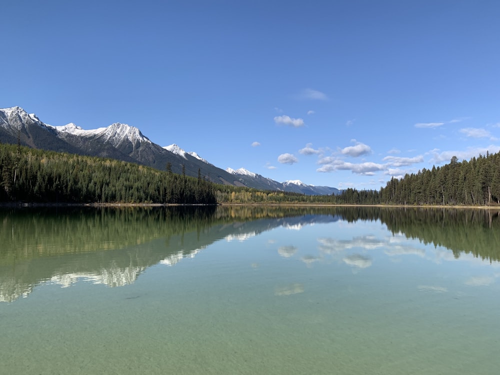 green trees near lake under blue sky during daytime