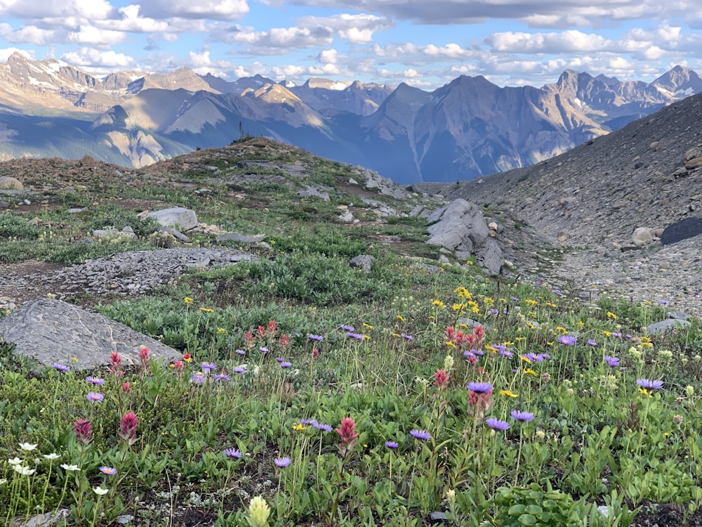 purple and yellow flower field near mountain during daytime