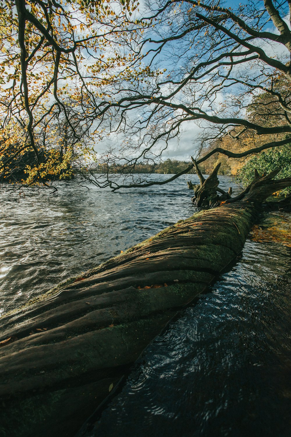 tronc d’arbre brun sur l’eau