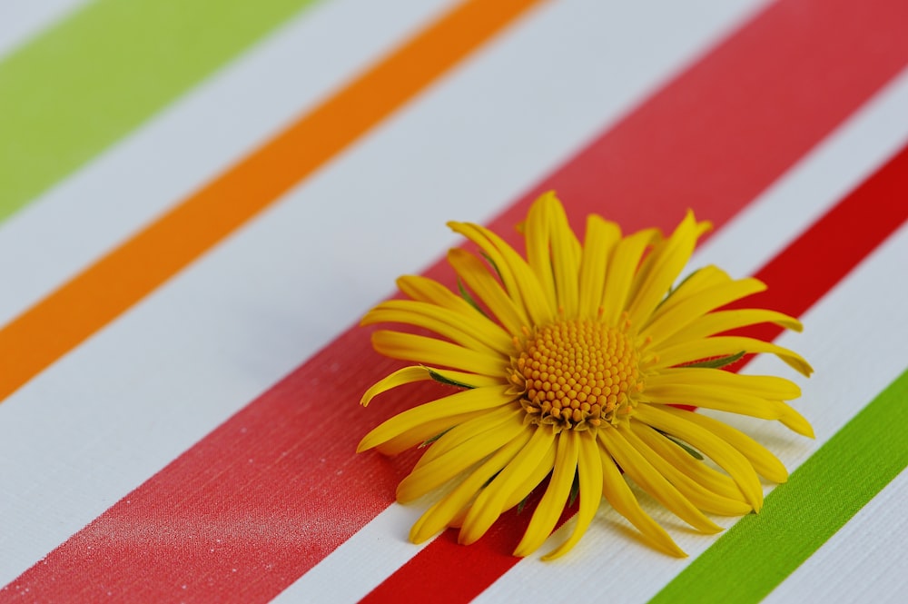 yellow sunflower in red and white striped background