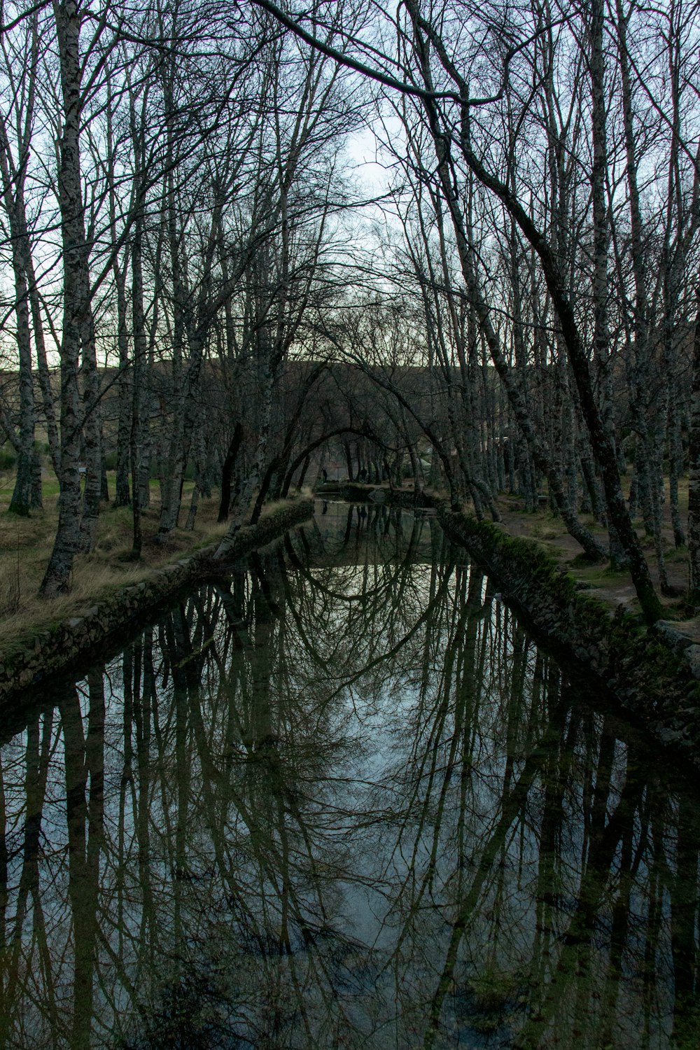 bare trees near river during daytime