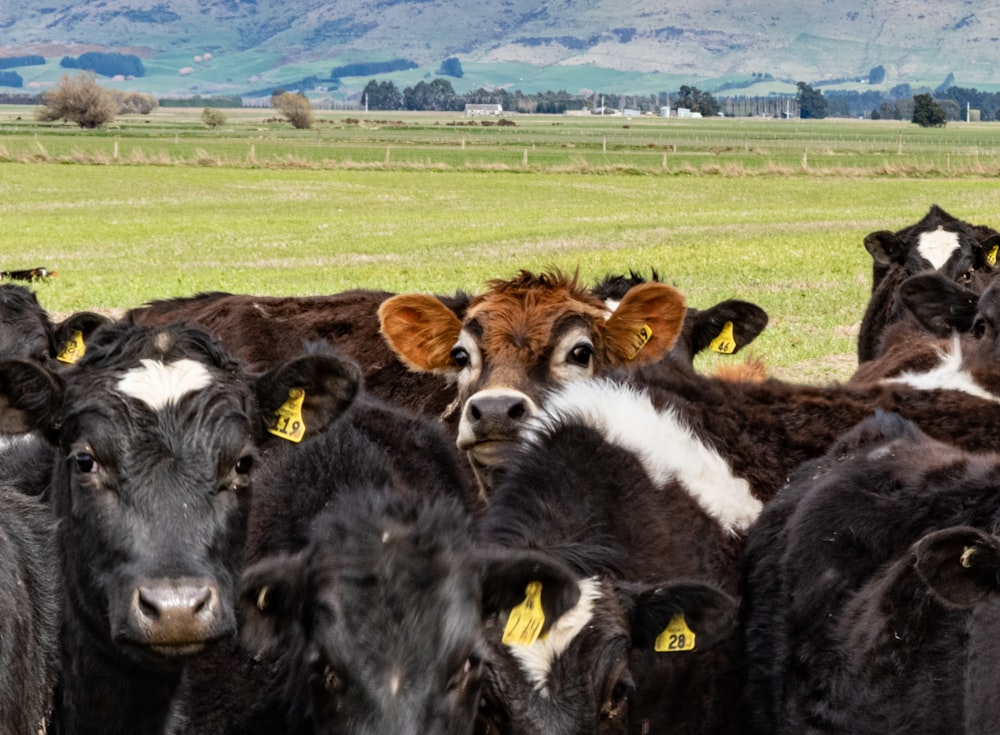 black and white cow on green grass field during daytime