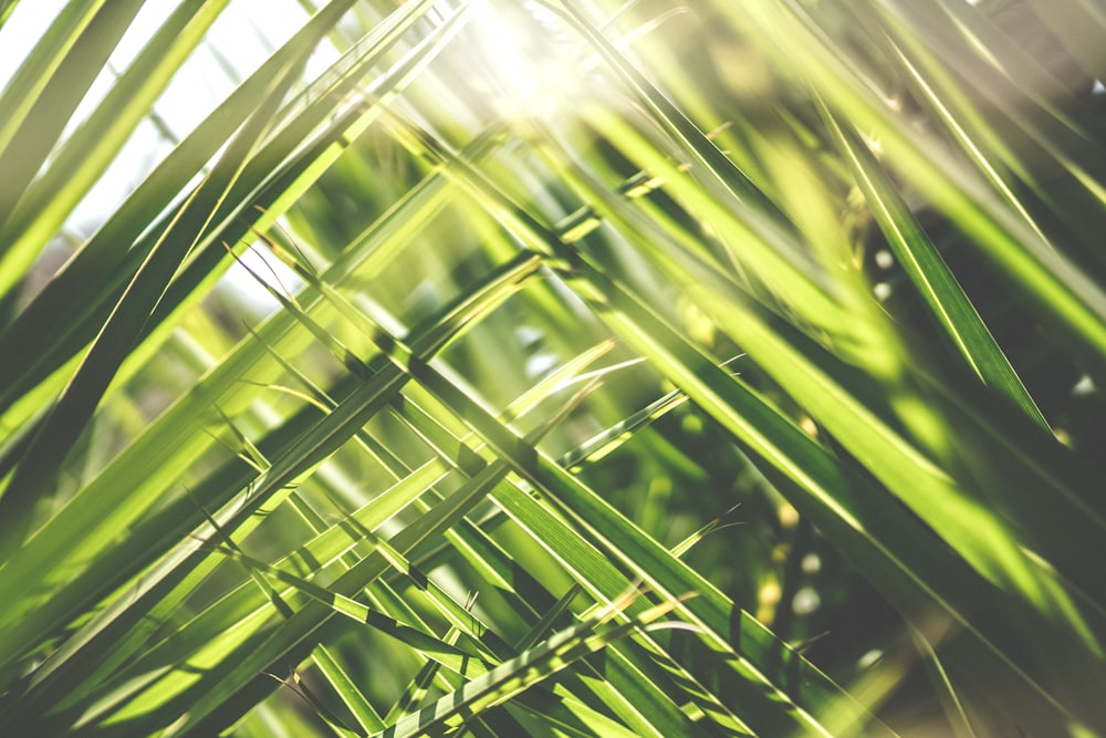 green bamboo grass in close up photography