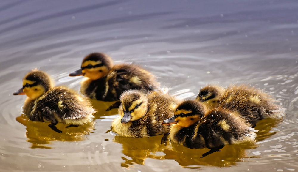 yellow and black ducklings on water