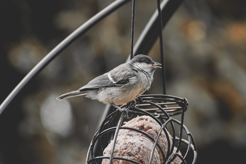 Brauner und grauer Vogel auf schwarzem Metallkäfig