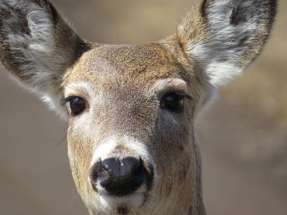 a close up of a deer's face with a blurry background
