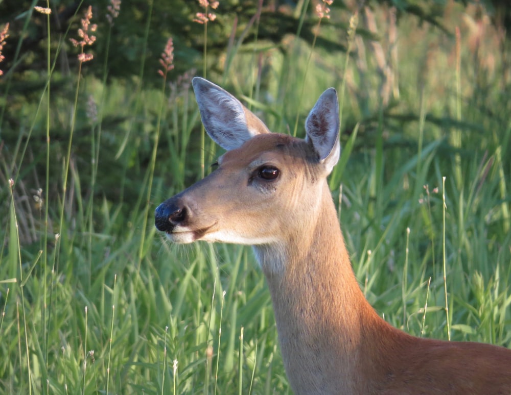 brown deer on green grass field during daytime