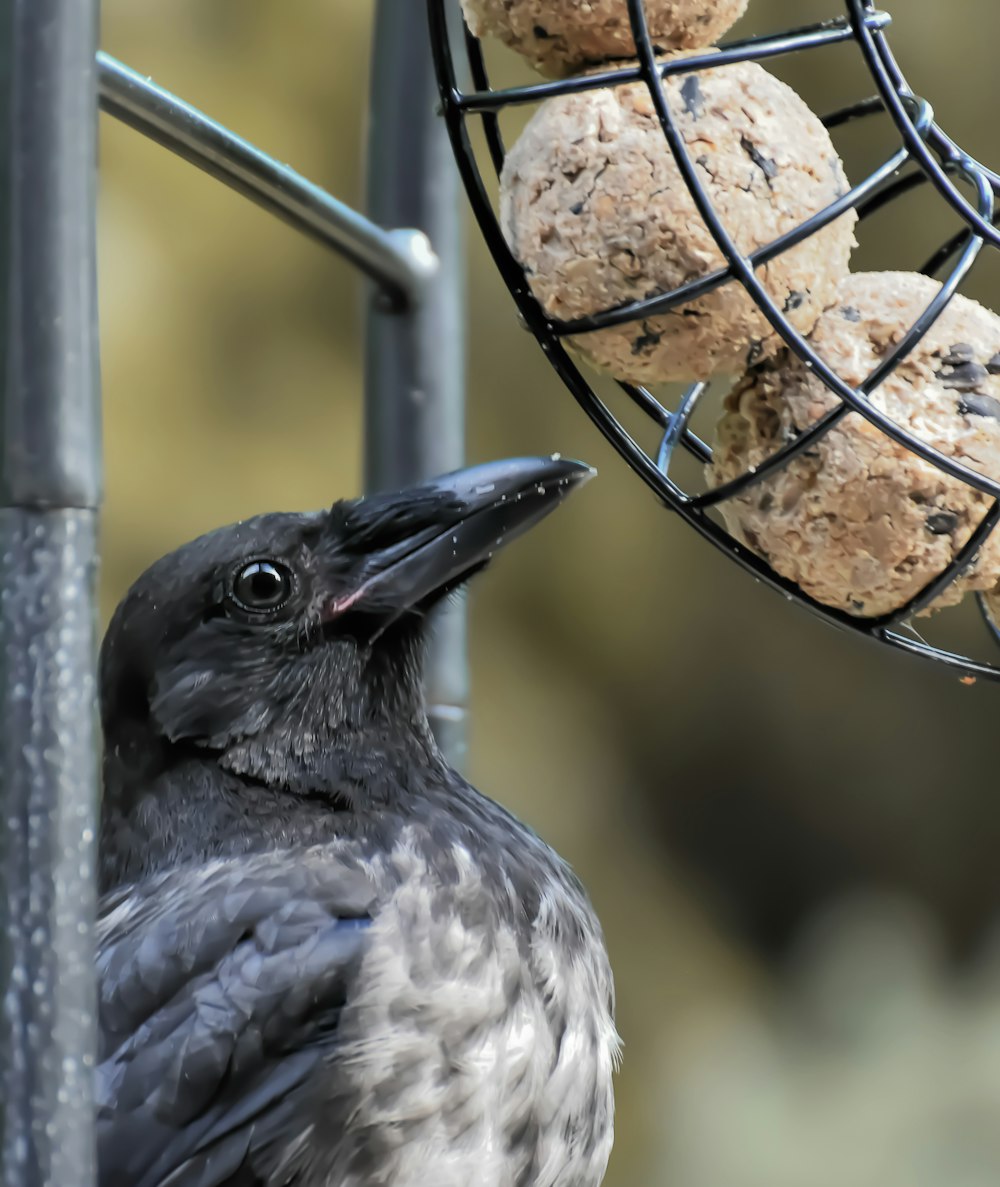 black and white bird on brown metal fence during daytime