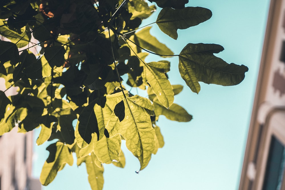 yellow leaves under white sky during daytime