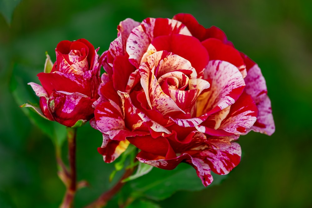 red rose in bloom during daytime