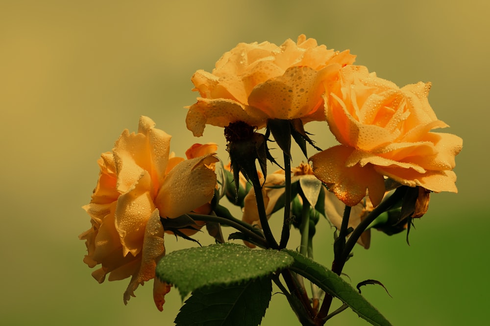 yellow flower with green leaves