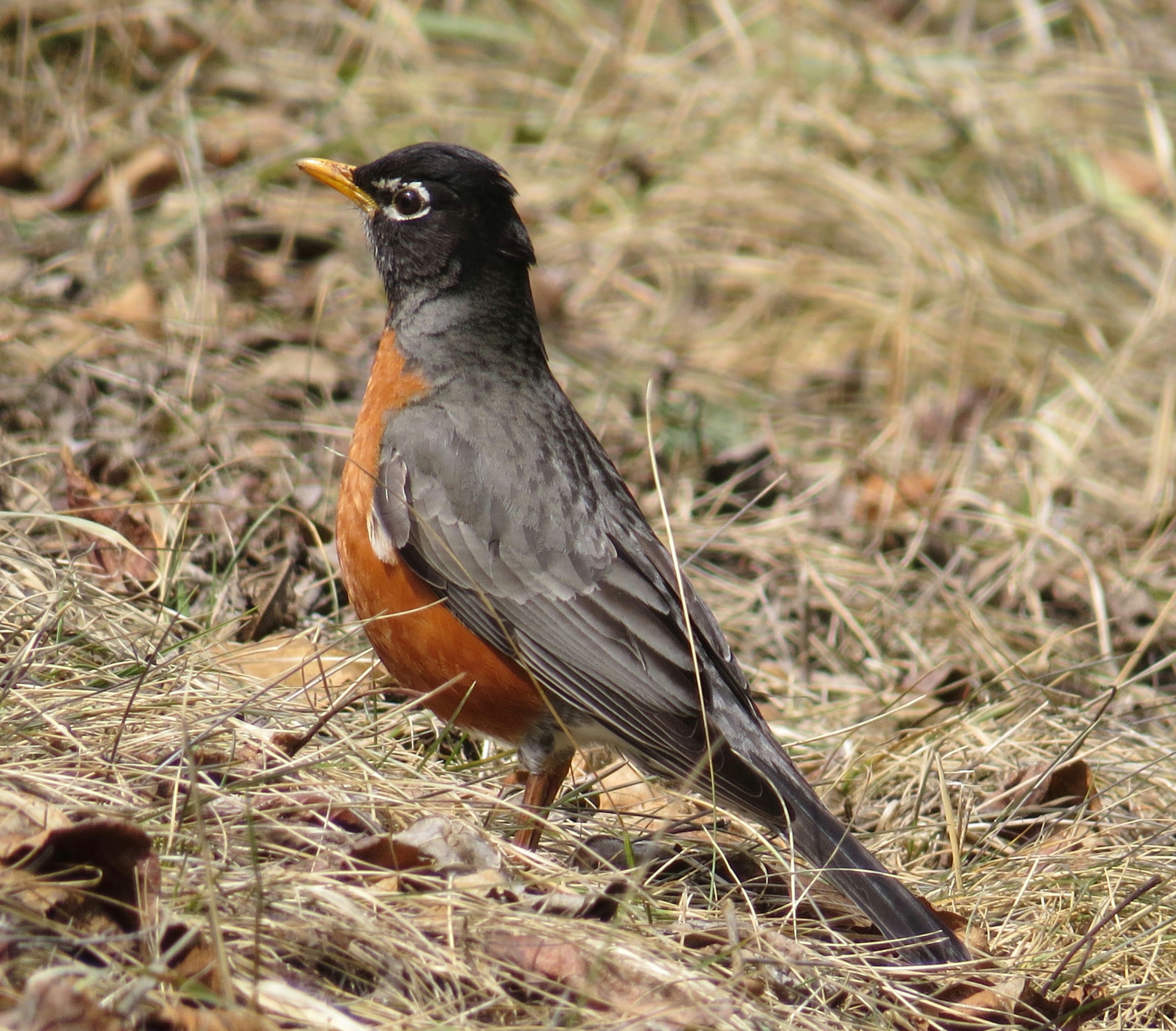 Photo by jaimedantas