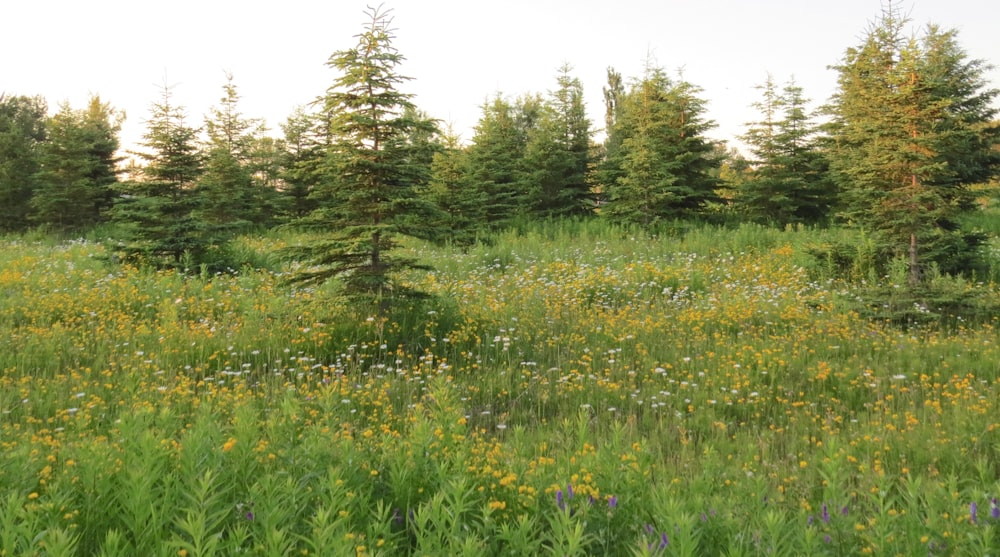 campo di erba verde con alberi verdi durante il giorno