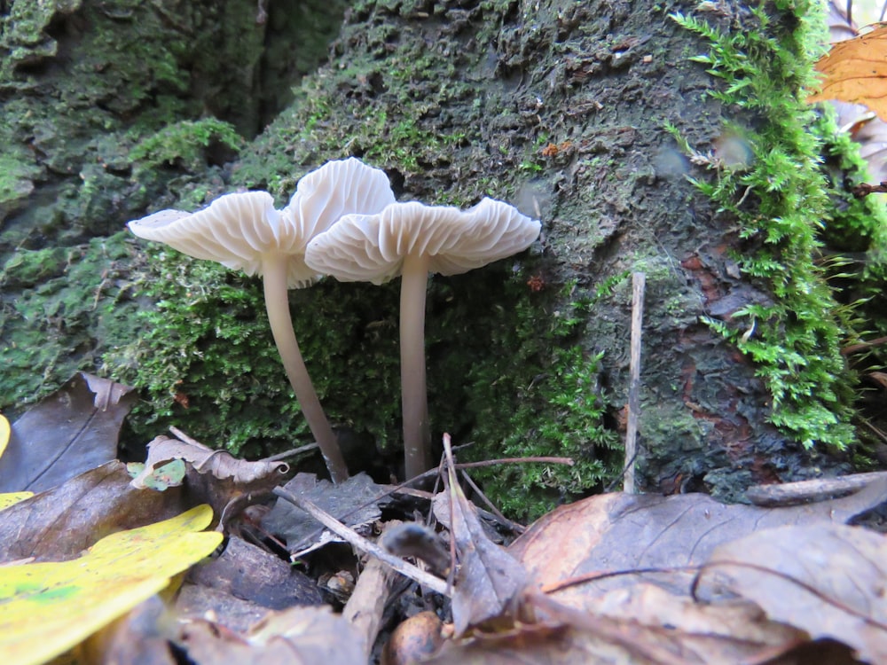 weißer Pilz auf braunem Boden