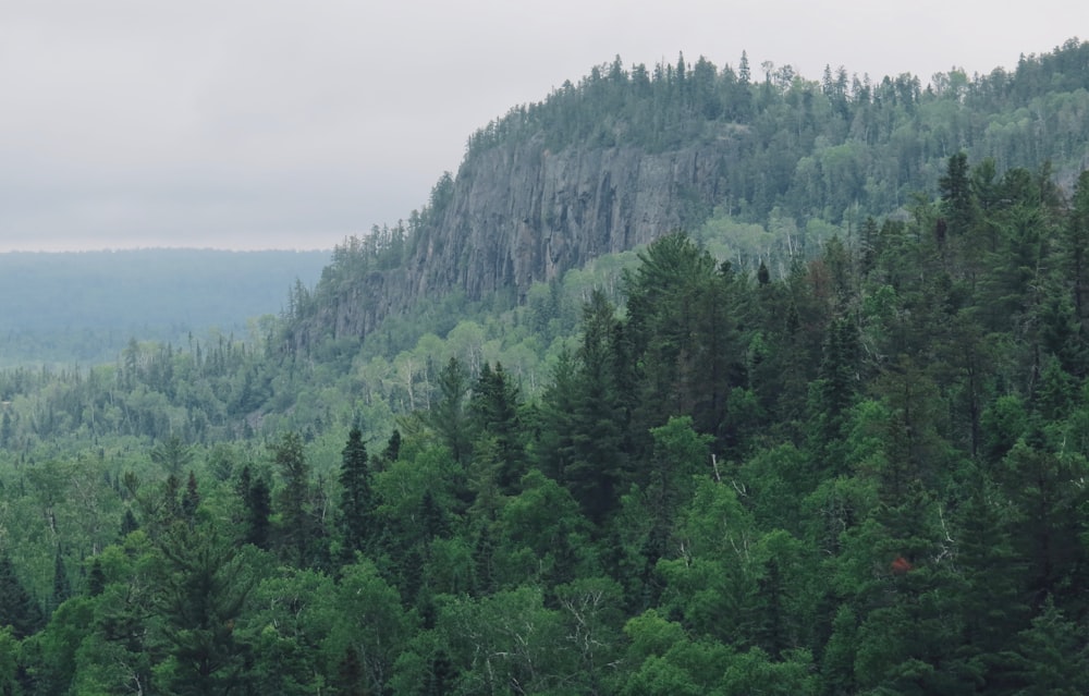 a forest filled with lots of green trees