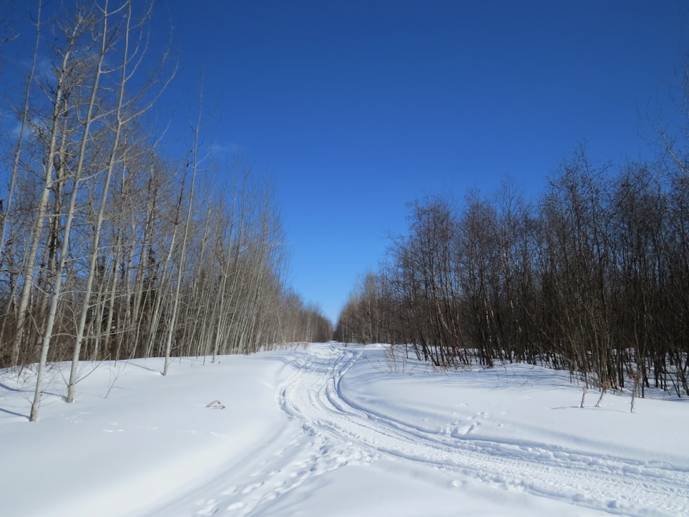 eine schneebedeckte Straße mitten im Wald