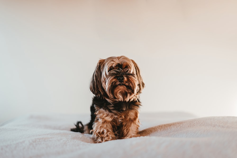 black and brown long coated small dog on white textile