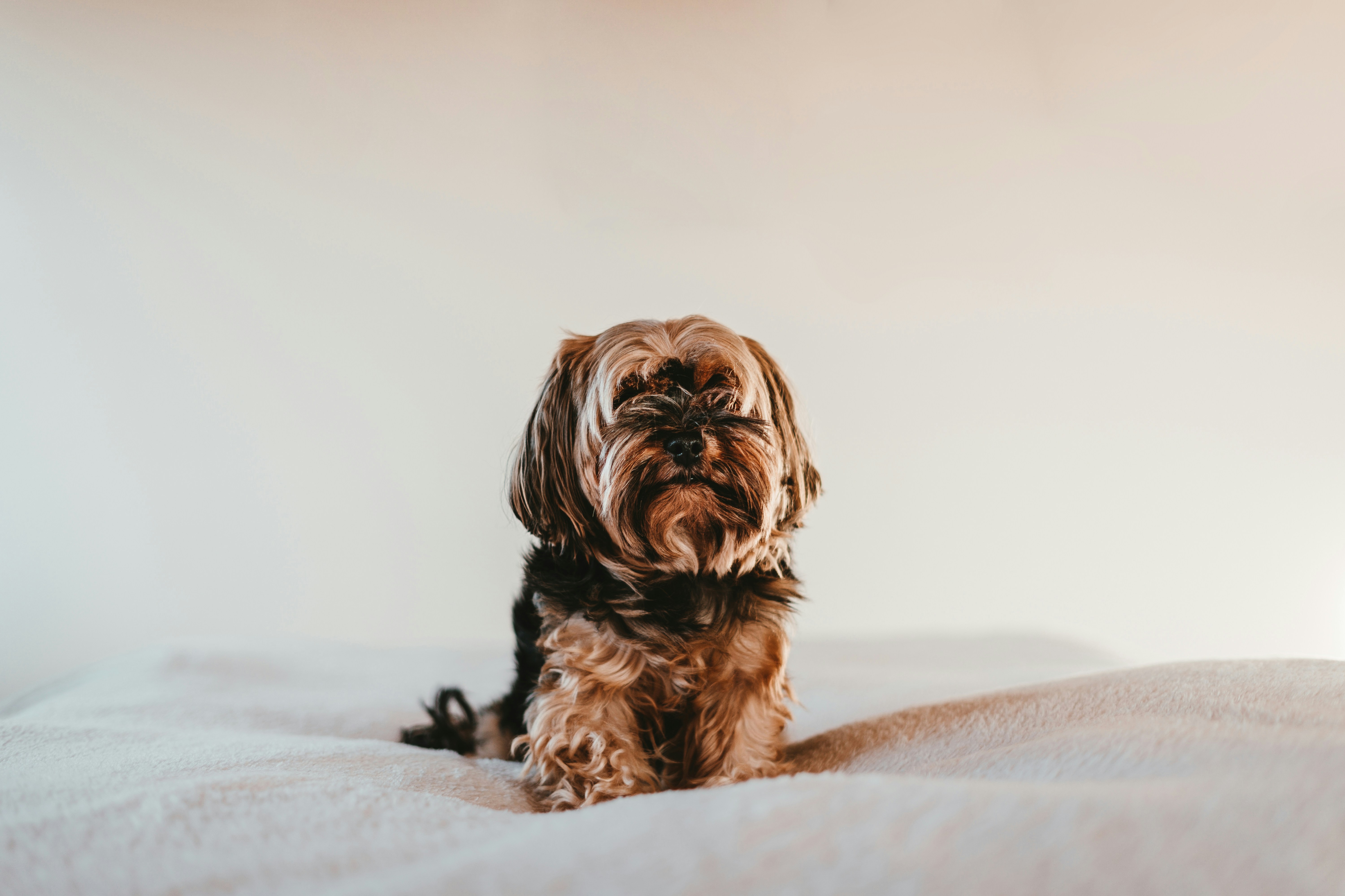 black-and-brown-long-coated-small-dog-on-white-textile