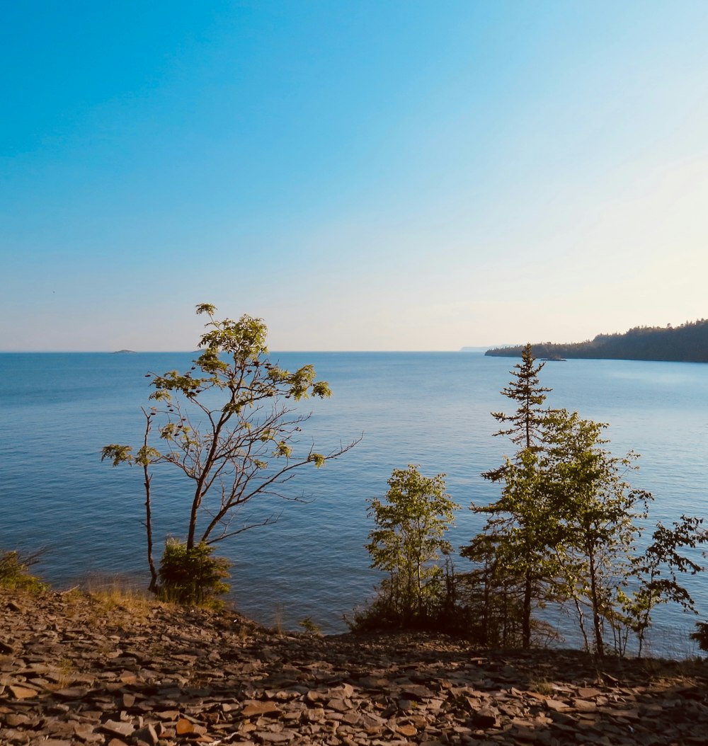 green tree near body of water during daytime