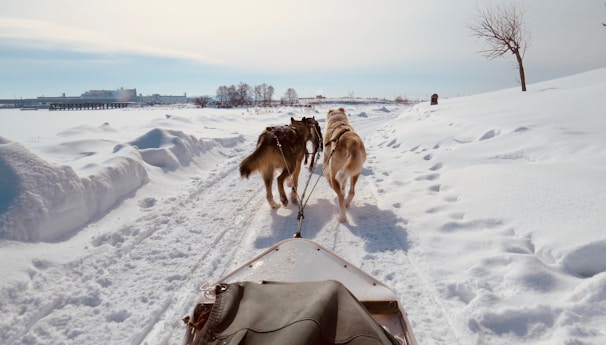 A focused working dog pulling a sled through snowy terrain with its handler.