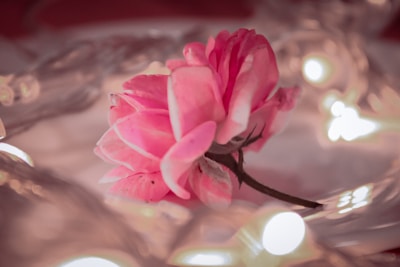 A gentle image of rose petals scattered on a wooden table with soft cream lighting.
