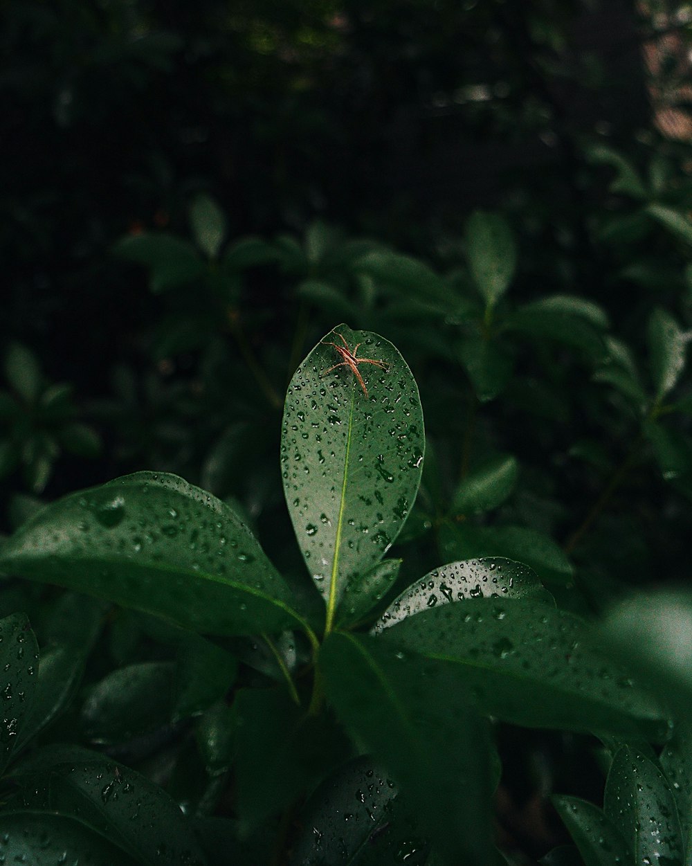 green leaf with water droplets