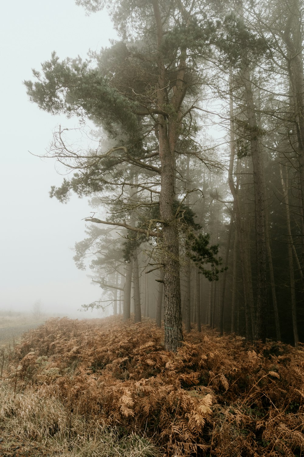 green trees on brown grass field during foggy weather