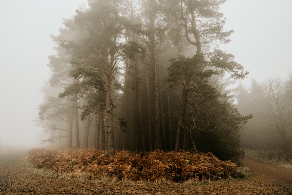 hierba marrón y árboles cubiertos de niebla