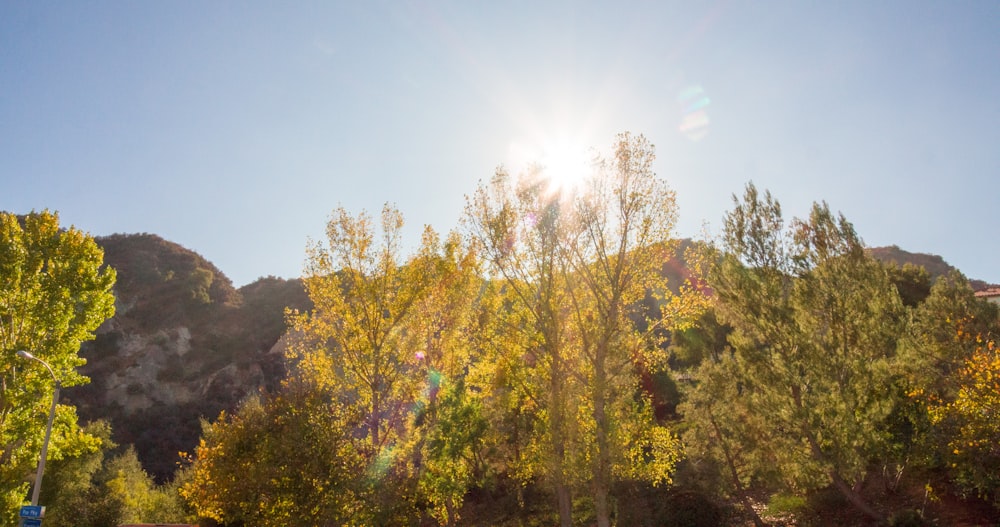 green and yellow trees under blue sky during daytime