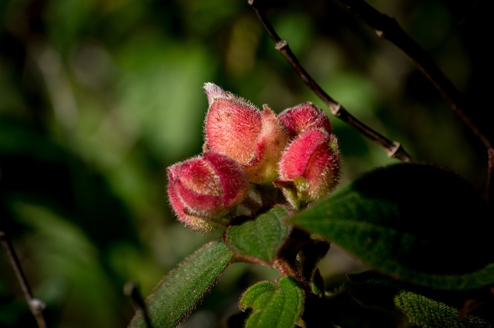 pink flower bud in tilt shift lens