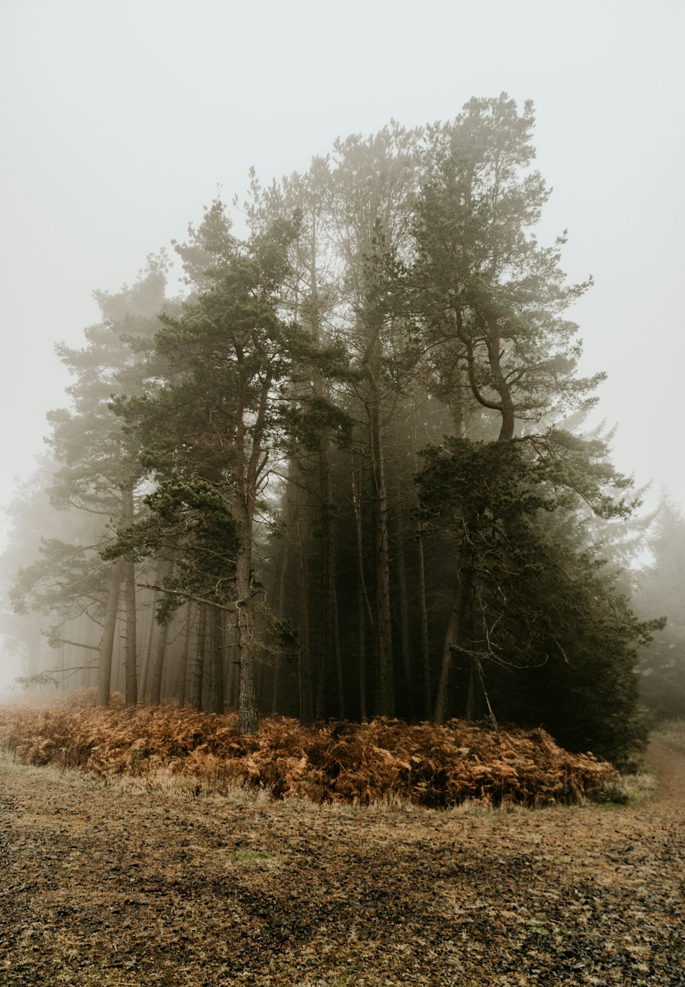 brown dried grass on forest during daytime