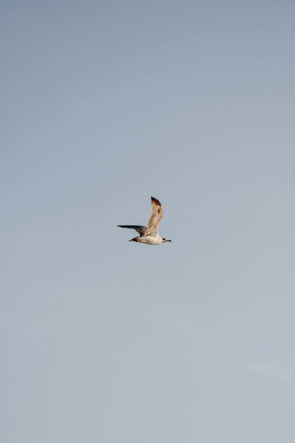white and black bird flying under white sky during daytime