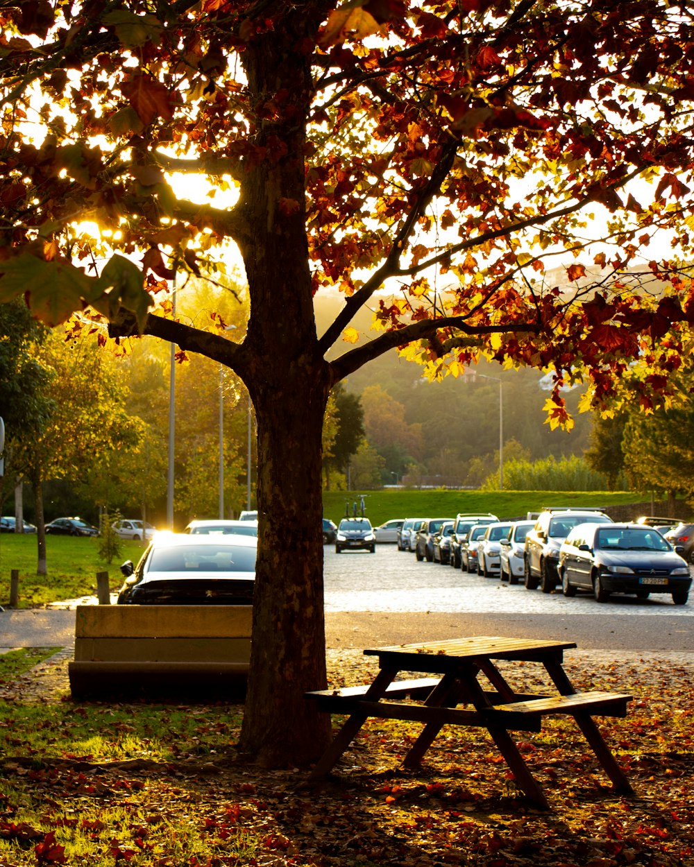 brown wooden bench under yellow leaf tree during daytime