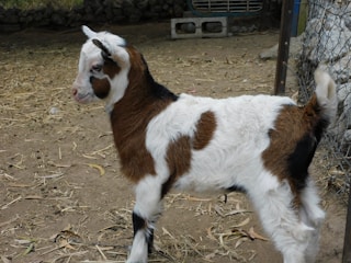 A young goat with a mix of brown, white, and black patches stands on dirt ground near a wire fence. The goat has small curved horns and a fluffy coat. The surrounding area appears to be an outdoor enclosure with some straw and scattered leaves.