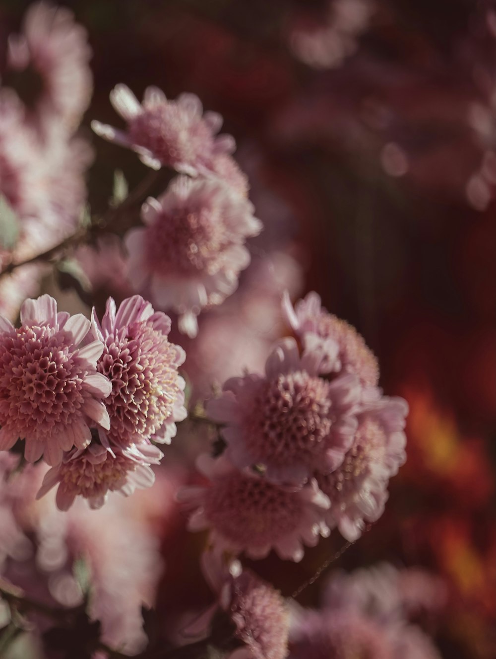 pink and white flowers in tilt shift lens