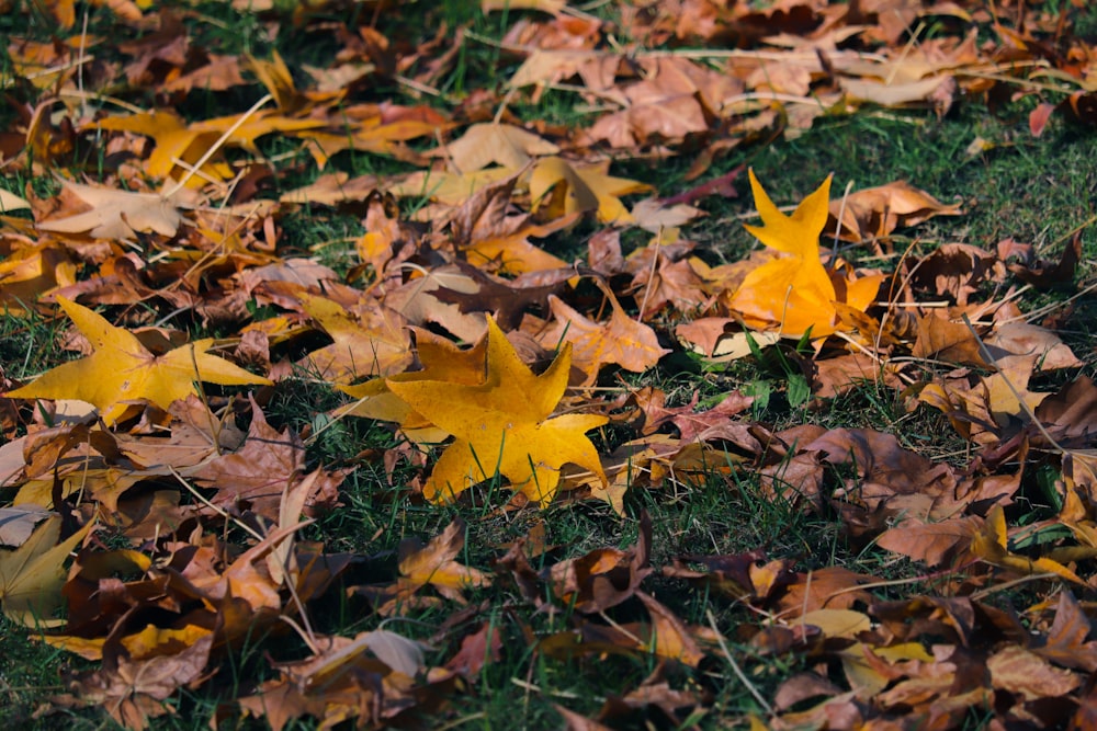 yellow maple leaf on ground