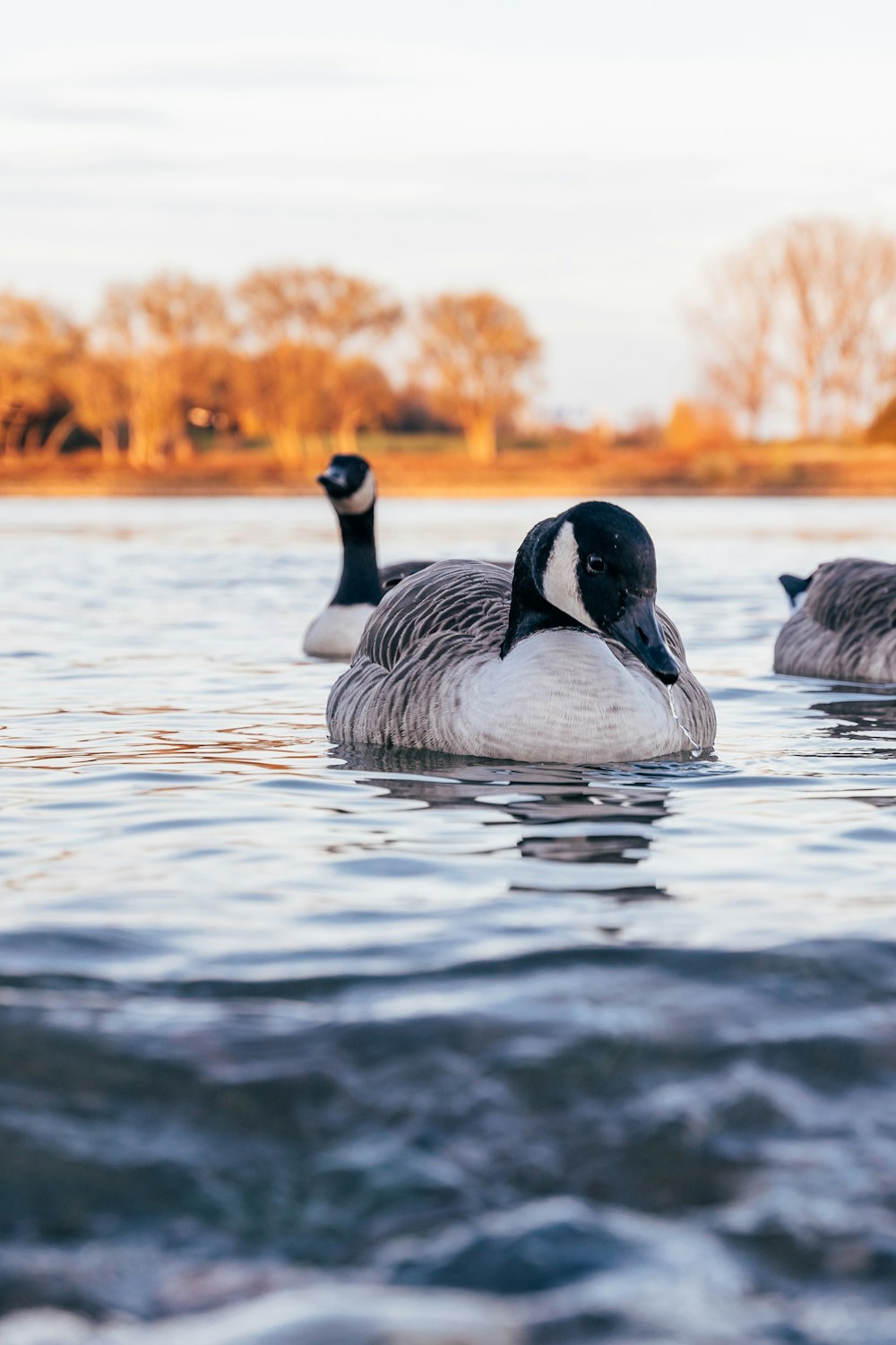 2 white and black duck on water during daytime